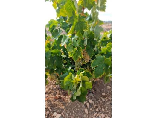 Acker-/Waldstück zum Kauf 29.502 € Abanilla 00000