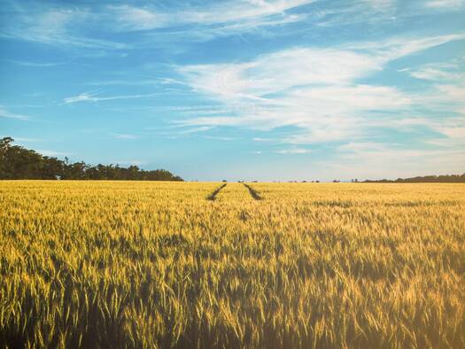 Land-/Forstwirtschaft zum Kauf 18.370 m² Grundstück Wörnitzstein Donauwörth Wörnitzstein 86609