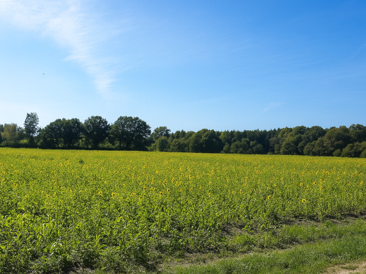 Mehrfamilienhaus zum Kauf - Erstbezug 896.000 € 8 Zimmer 200 m² 573 m² Grundstück Rade 22889