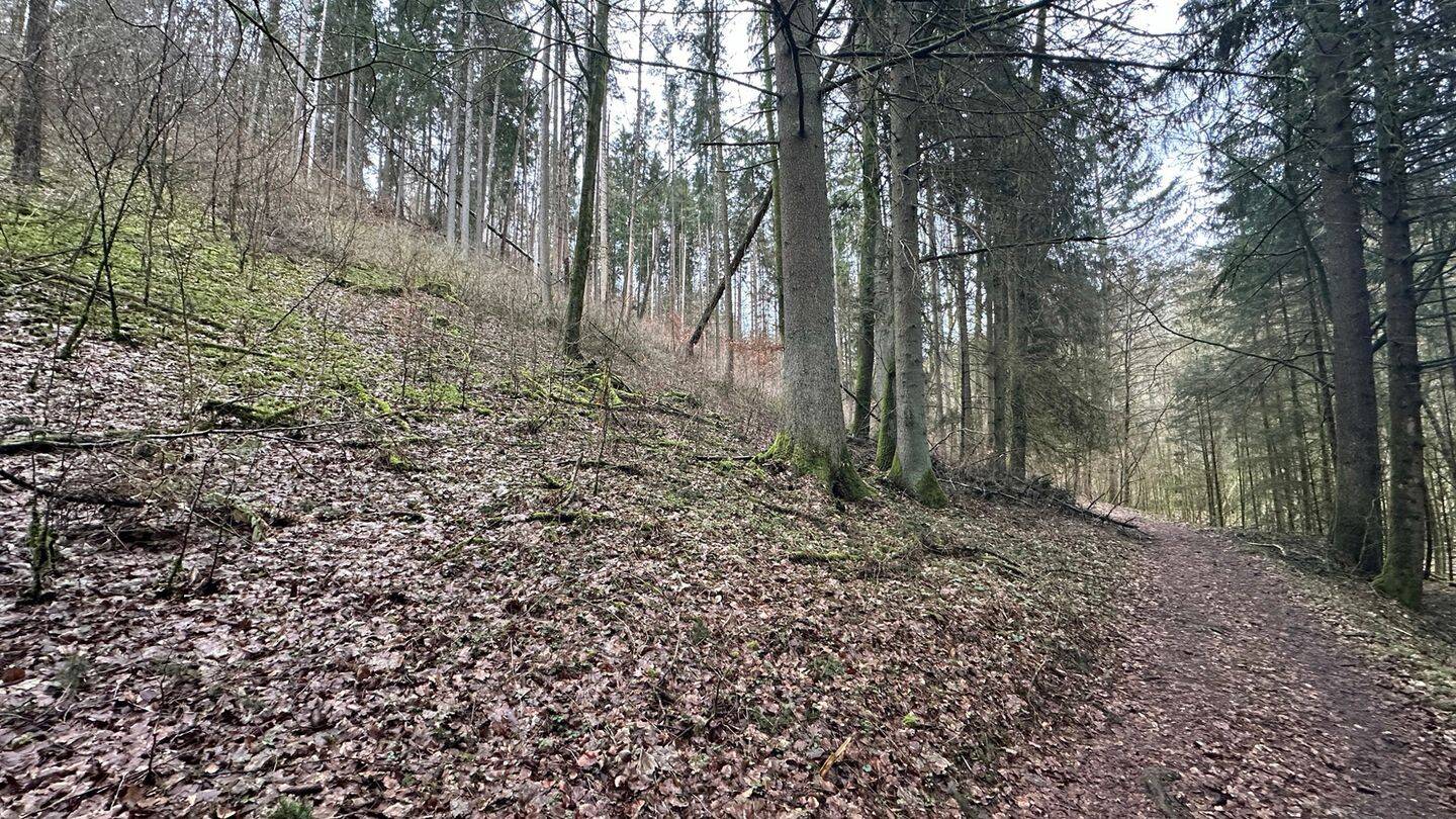 Land-/Forstwirtschaft zum Kauf - Ansicht 6