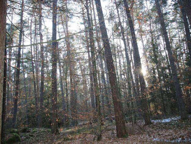 Land-/Forstwirtschaft zum Kauf 82.513 € 14.350 m² Grundstück Wald 93192