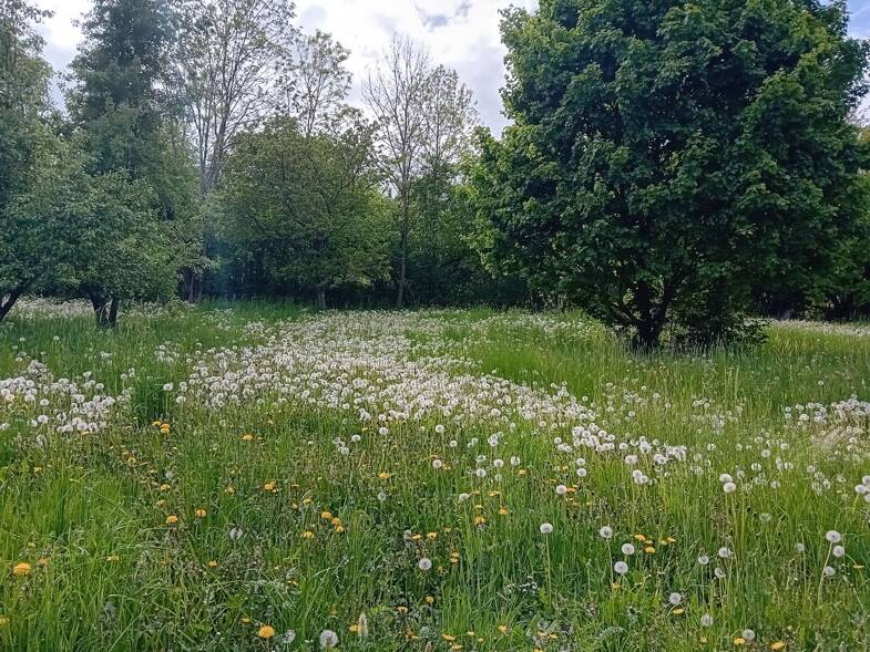 Freizeitgrundstück zum Kauf 20.000 € 1.708 m² Grundstück Schorndorf - Innenstadt Schorndorf 73614