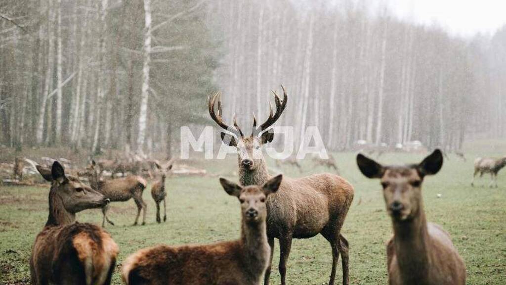 Villa zum Kauf 3.200.000 € 6 Zimmer 378 m² 9.640.000 m² Grundstück Deer garden Eleja Eleja LV-3023