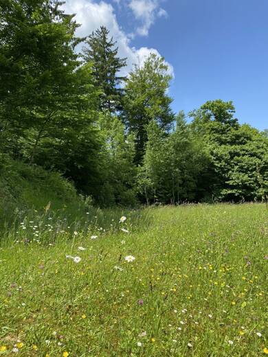 Einfamilienhaus zum Kauf provisionsfrei 579.900 € 5 Zimmer 142 m² 990 m² Grundstück Adorf Neukirchen/Erzgebirge 09221