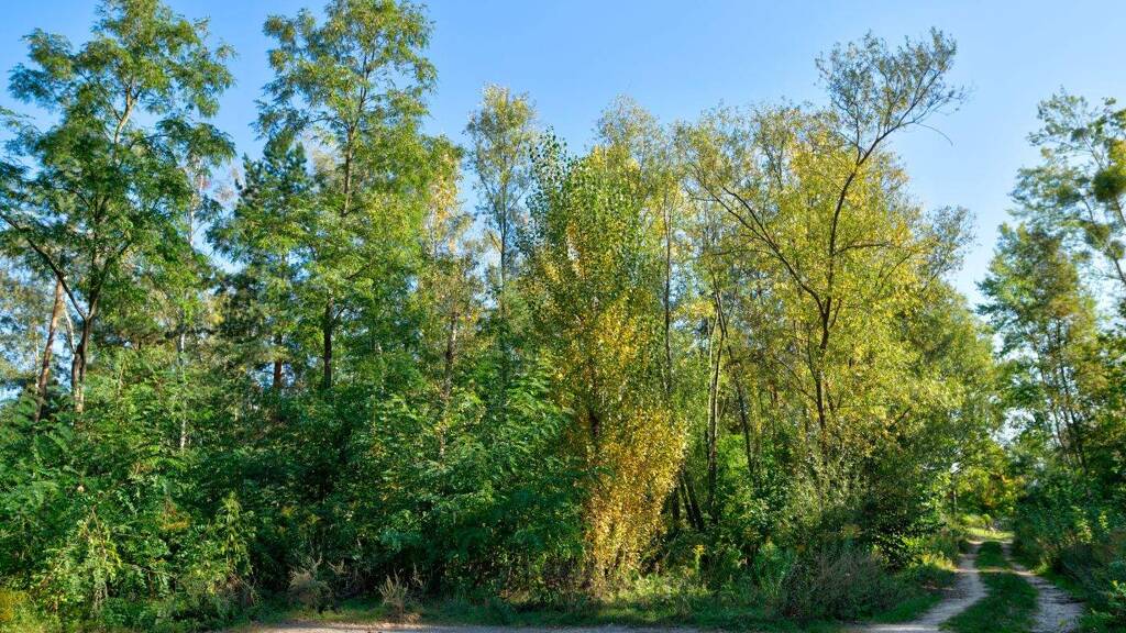 Grundstück zum Kauf 720.000 € 699 m² Grundstück Kleinmachnow 14532