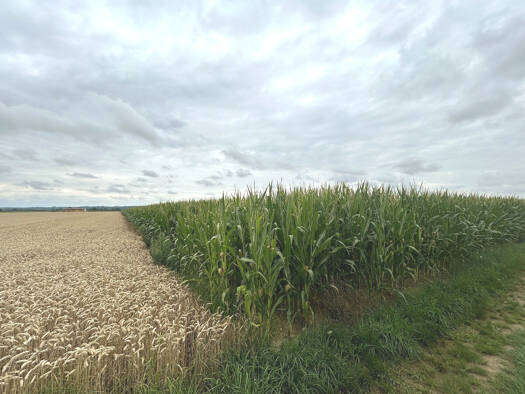 Land-/Forstwirtschaft zum Kauf 129.900 € 13.559 m² Grundstück Seifertshofen Ebershausen 86491