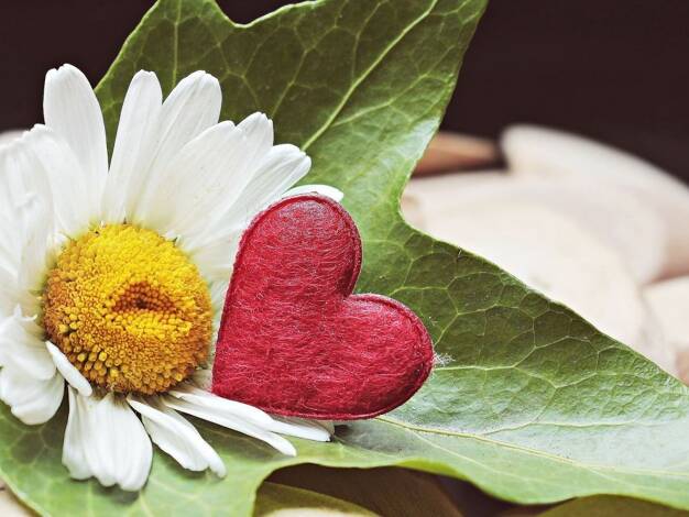 Einfamilienhaus zum Kauf 592.031 € 6 Zimmer 154 m² 485 m² Grundstück Ickern Castrop Rauxel 44577