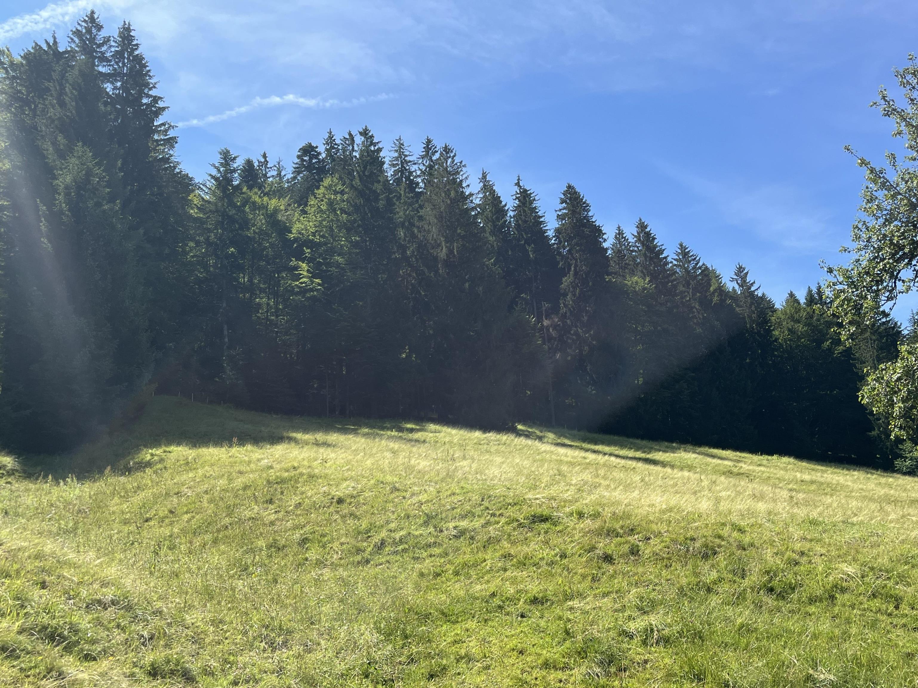 Land-/Forstwirtschaft zum Kauf 60.000 € 13.390 m²<br/>Grundstück Oberstaufen Oberstaufen 87534