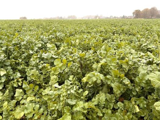 Landwirtschaftliche Fläche zum Kauf 1.100.000 € 80.000 m² 80.000 m² Grundstück Nette Viersen 41751