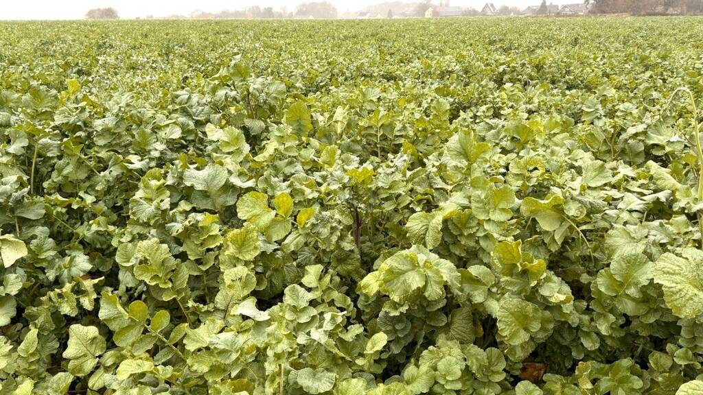 Landwirtschaftliche Fläche zum Kauf 1.100.000 € 80.000 m² 80.000 m² Grundstück Nette Viersen 41751