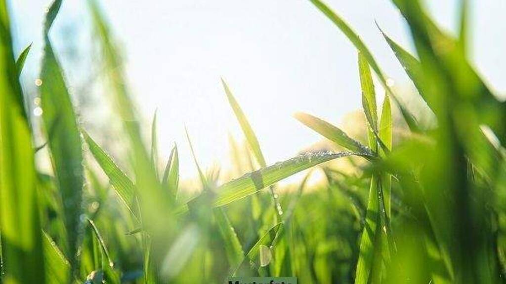 Land-/Forstwirtschaft zum Kauf 1.800 € 2.050 m² Grundstück Zöttnitz Schlöben 07646