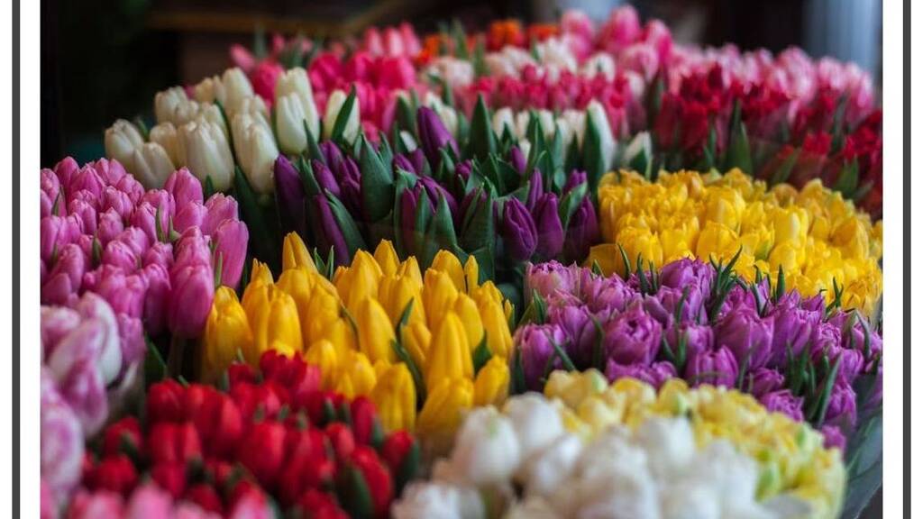 Terrassenwohnung zur Miete 719 € 2 Zimmer 62,1 m² 1. Geschoss frei ab sofort Groß-Berliner-Damm 27 Johannisthal Berlin 12487