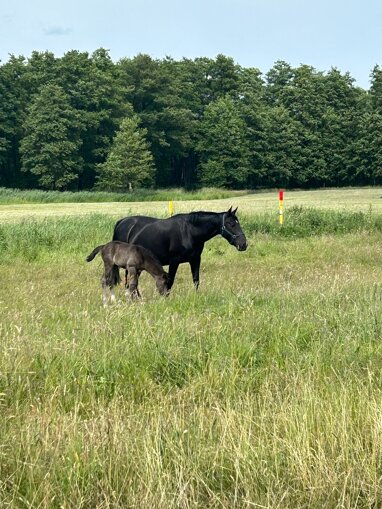 Landwirtschaftliche Fläche zur Versteigerung 20.000.000 € 2.000 m² 50.000.000 m² Grundstück ca. 25 km östlich Neubrandenburg Stadtgebiet Ost Neubrandenburg 17036