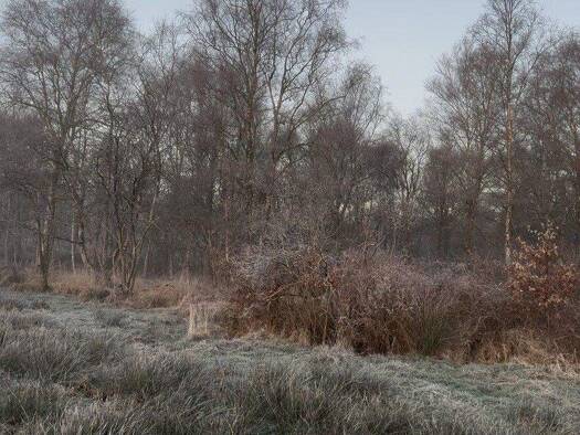 Grundstück zum Kauf 131.061 € 37.446 m² Grundstück Wiesmoor 26639