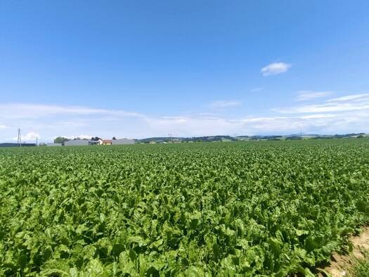 Grundstück zum Kauf 145.000 € 1.000 m² Grundstück Suben 4975