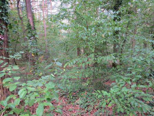 Grundstück zum Kauf 40.000 € 16.250 m² Grundstück frei ab sofort Schaafhausen Schaafhausen Dannenberg 29451