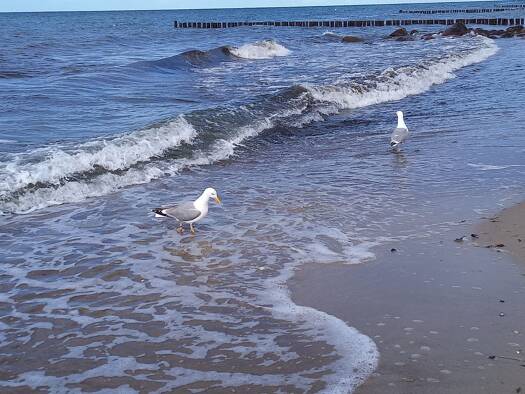 Haus zum Kauf 285.000 € 7 Zimmer 278 m² 1.500 m² Grundstück frei ab sofort Biendorf 18230