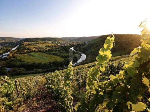 Grundstück zum Kauf 165.000 € 550 m² Grundstück Wiltingen 54459