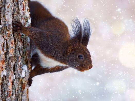 Einfamilienhaus zum Kauf 546.347 € 5 Zimmer 132 m² 500 m² Grundstück Ickern Castrop Rauxel 44577