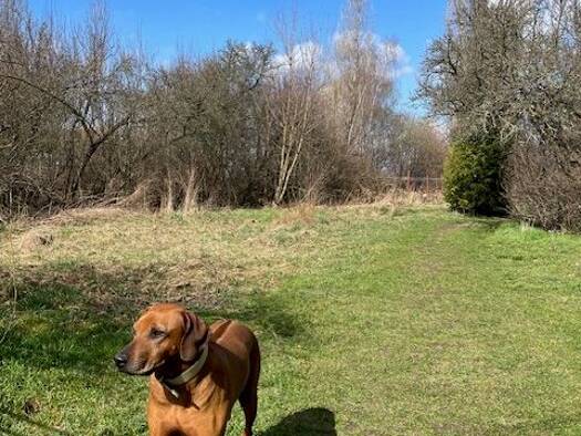 Grundstück zum Kauf provisionsfrei 115.000 € 750 m² Grundstück Schönborn Dresden 01465