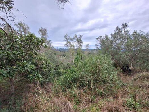 Land-/Forstwirtschaft zum Kauf 155.000 € 5.000 m² Grundstück Korfu