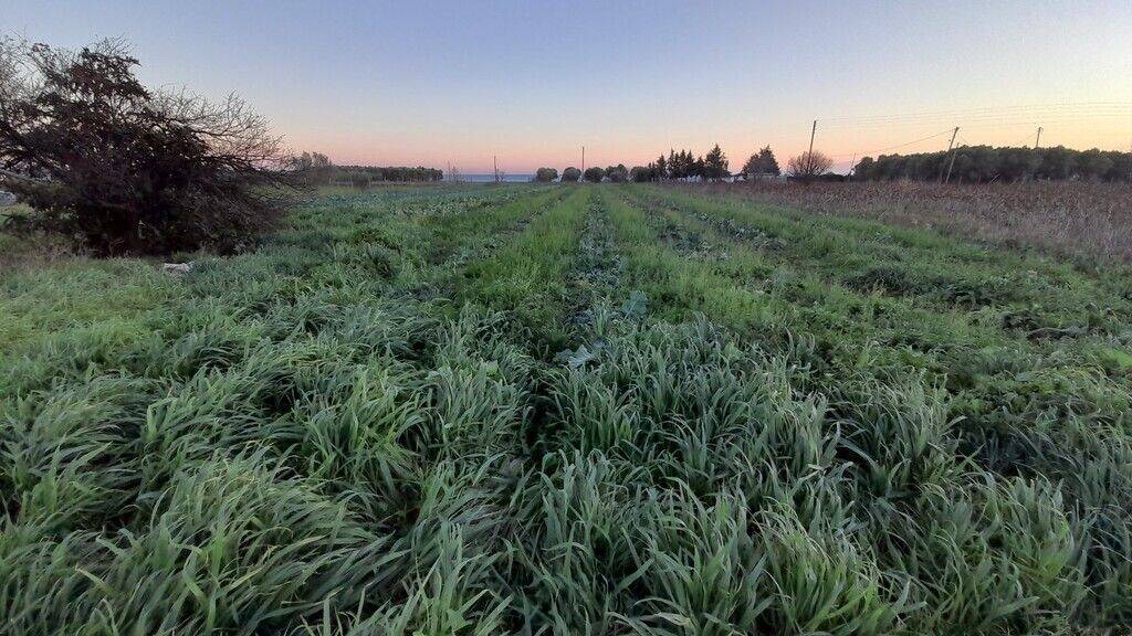 Land-/Forstwirtschaft zum Kauf 160.000 € 5.000 m² Grundstück Thessaloniki