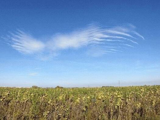 Grundstück zum Kauf 1.881.490 € 19.005 m² Grundstück Alt Olvenstedt Magdeburg 39130