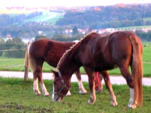 Hotel zur Miete 12 Betten 240 m² Gastrofläche Tettelham Waging am See 83329