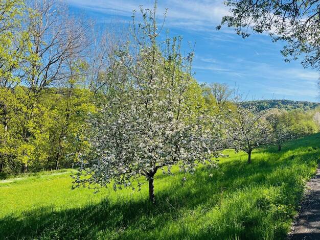 Grundstück zum Kauf 299.000 € 1.171 m² Grundstück Laufach Laufach 63846