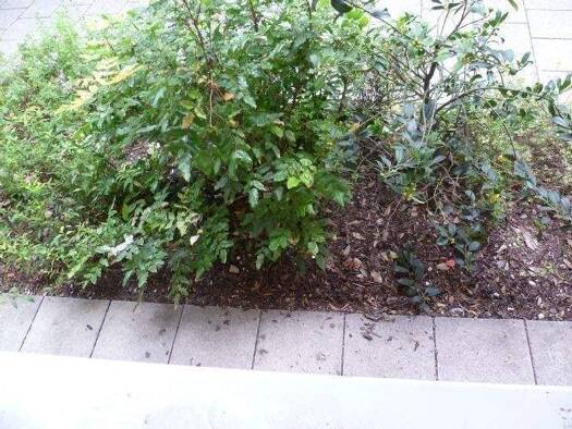 Wohnung zur Miete 599 € 1 Zimmer 32 m² EG Milbertshofen-Am Hart München 80809