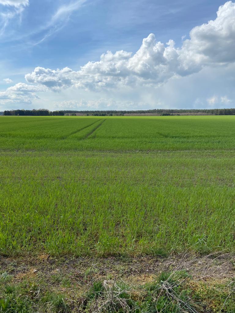 Landwirtschaftliche Fläche zum Kauf 35.258 m²<br/>Fläche Tornau Stendal 39576