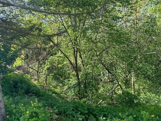 Grundstück zum Kauf 2.000 € 8.516 m² Grundstück Friesdorf Mansfeld OT Friesdorf 06343