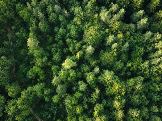 Forstwirtschaft zum Kauf 44.500 € 19.391 m² Grundstück Furth Furth im Wald 93437