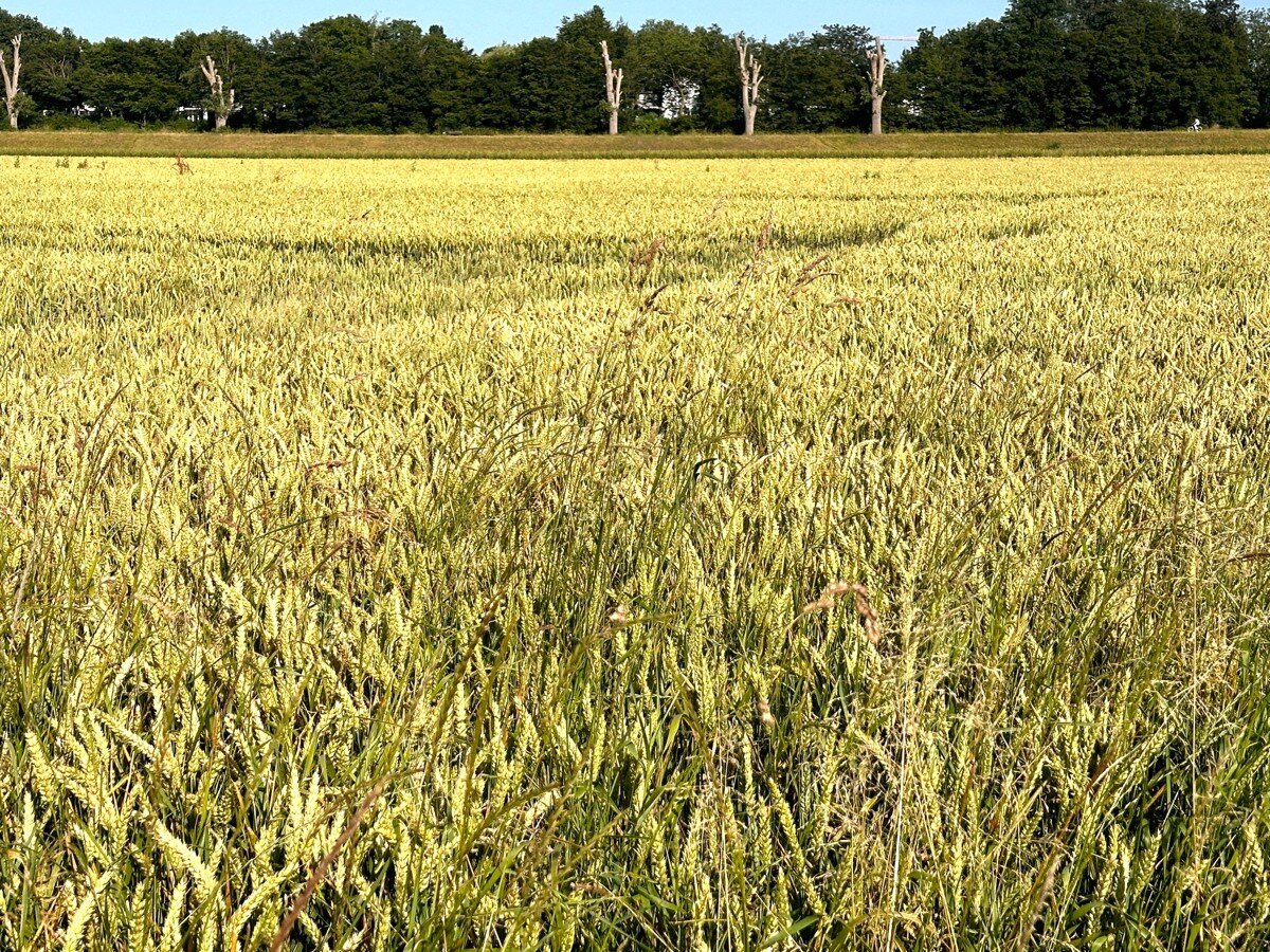 Landwirtschaftliche Fläche zum Kauf 75.000 € 7.918 m²<br/>Fläche 7.918 m²<br/>Grundstück Kaiserswerth Düsseldorf 40489