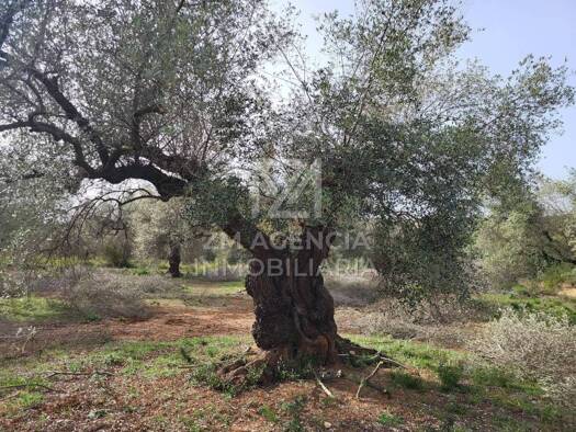 Acker-/Waldstück zum Kauf 23.000 € Corral de la Culla Sant Jordi / San Jorge 12320