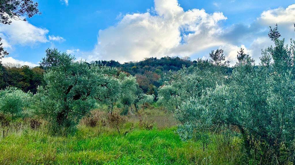 Grundstück zum Kauf 49.900 € 20.000 m² Grundstück Olivenhain FrVi Ghiarlinga sotto Massa Marittima 58024