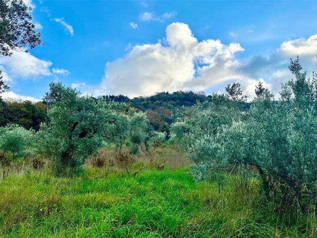 Grundstück zum Kauf 49.900 € 20.000 m² Grundstück Olivenhain FrVi Ghiarlinga sotto Massa Marittima 58024