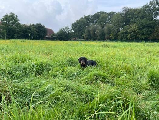 Grundstück zum Kauf provisionsfrei 274.000 € 457,3 m² Grundstück Ellerau 25479