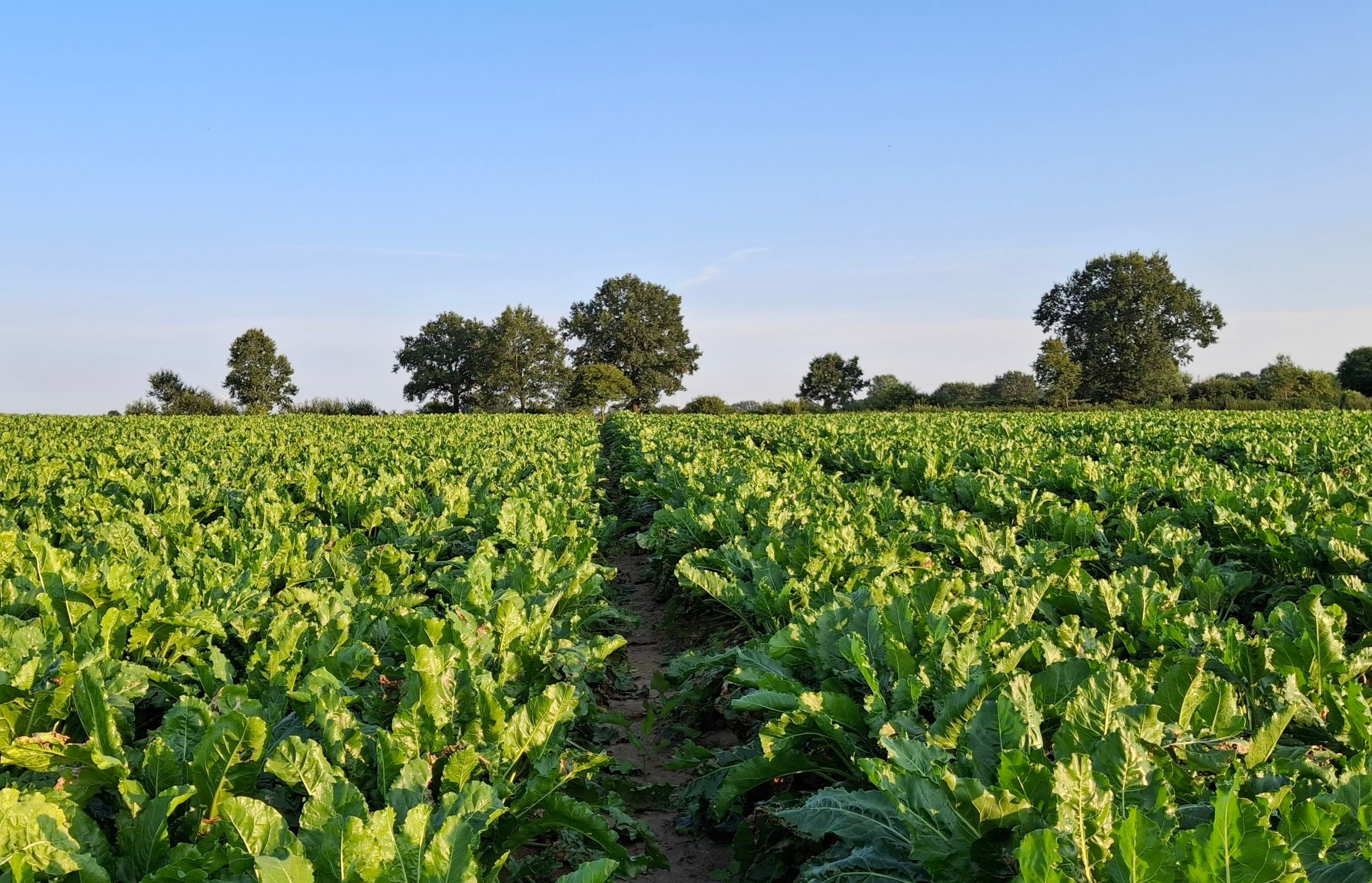 Landwirtschaftliche Fläche zum Kauf provisionsfrei 120.000 m²<br/>Fläche Bad Oldesloe 23843