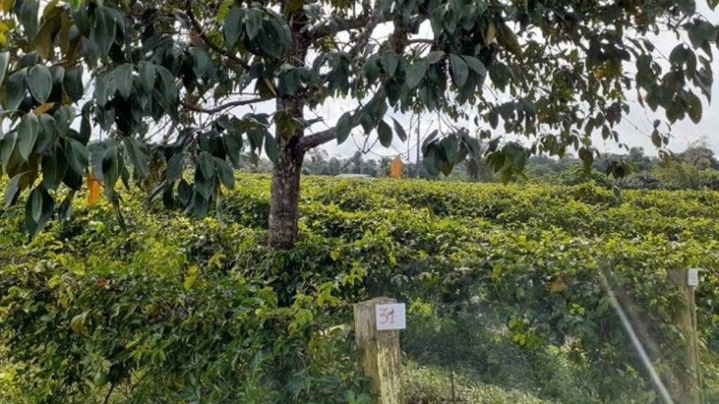 Grundstück zum Kauf 59.900 € 250.000 m² Grundstück Manaus 69080000