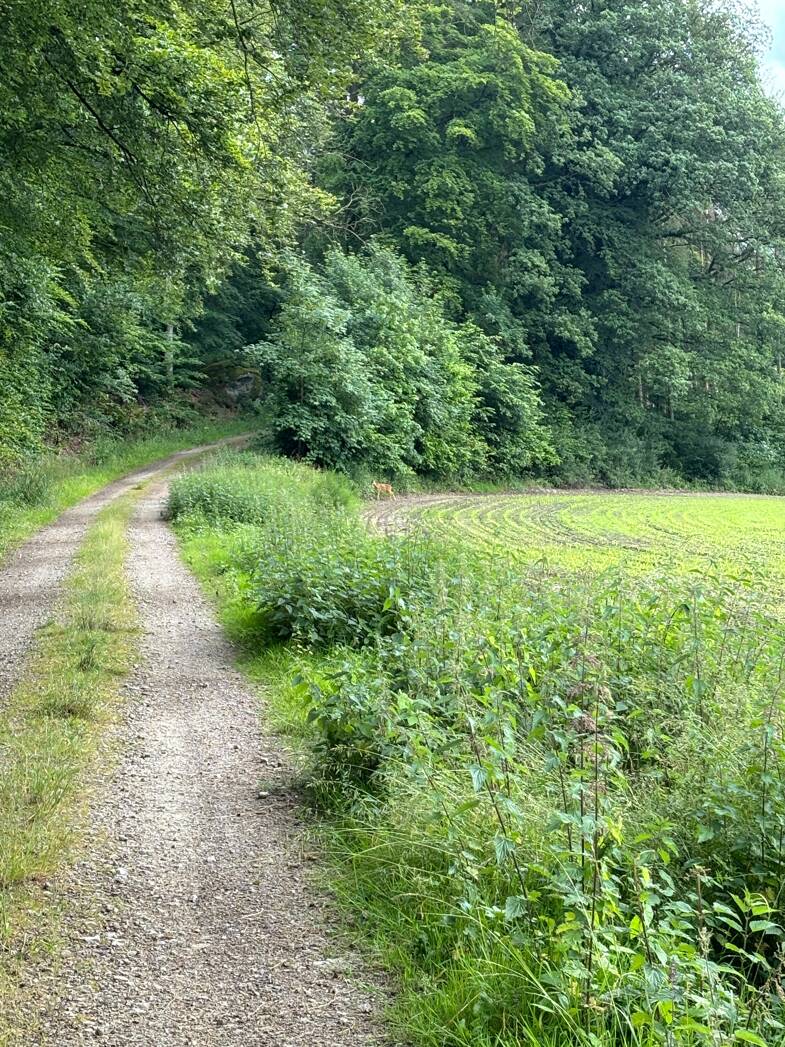 Land-/Forstwirtschaft zum Kauf 30.770 € 10.254 m² Grundstück Niederstedem 54634