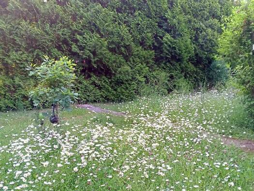 Grundstück zum Kauf provisionsfrei 230.000 € 510 m² Grundstück Görsroth Hünstetten 65510