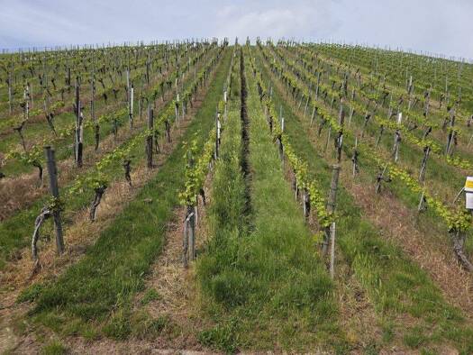 Grundstück zum Kauf 8.000 € 2.250 m² Grundstück Obertürkheim Stuttgart 70329