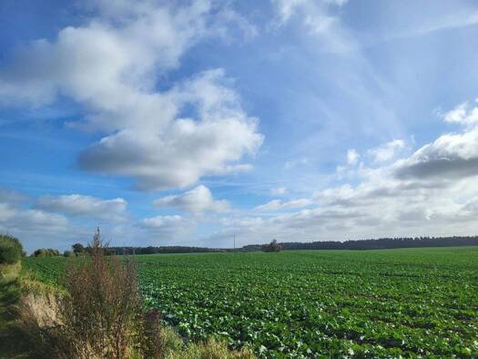 Grundstück zum Kauf 88.300 € 667 m² Grundstück Cammin 18195