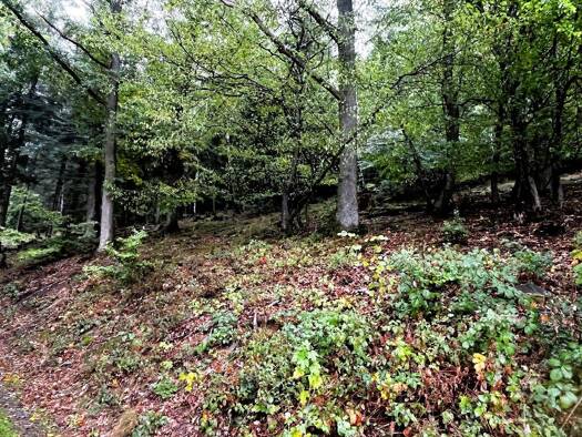 Grundstück zum Kauf 270.000 € 2.070 m² Grundstück Woffelsbach Simmerath 52152