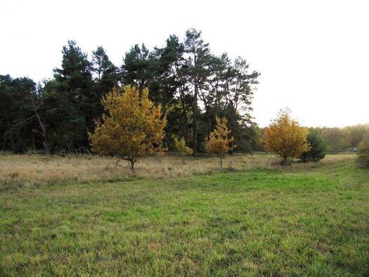 Land-/Forstwirtschaft zum Kauf 10.000 € 4.989 m² Grundstück Blumenholz Blumenholz / Blumenhagen 17237