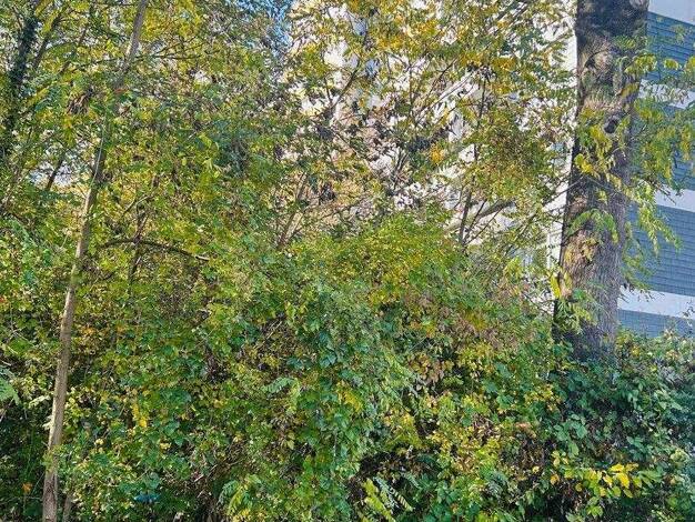 Wohnung zum Kauf provisionsfrei 310.000 € 3 Zimmer 88 m² Frölingstr. 7 Bad Homburg 61352