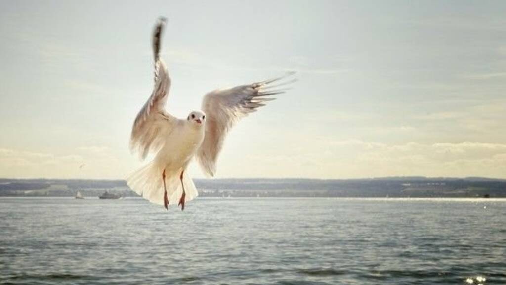 Wohnung zum Kauf 140.000 € 2 Zimmer 60 m² Altinoluk 10870