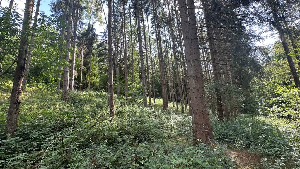 Forstwirtschaft zum Kauf 63.613 € 18.175 m² Grundstück Obersinn 97791