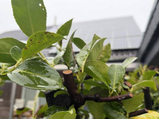 Doppelhaushälfte zum Kauf 293.484 € 5,5 Zimmer 109,6 m² 312 m² Grundstück Merfeld Dülmen 48249